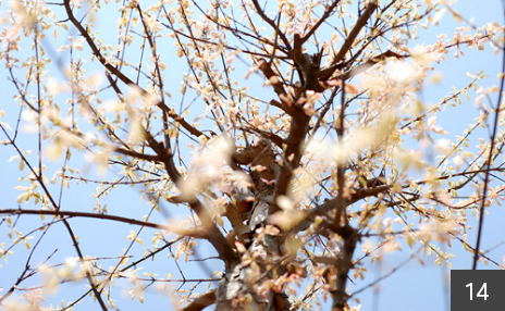 14.桐の一種花散里。